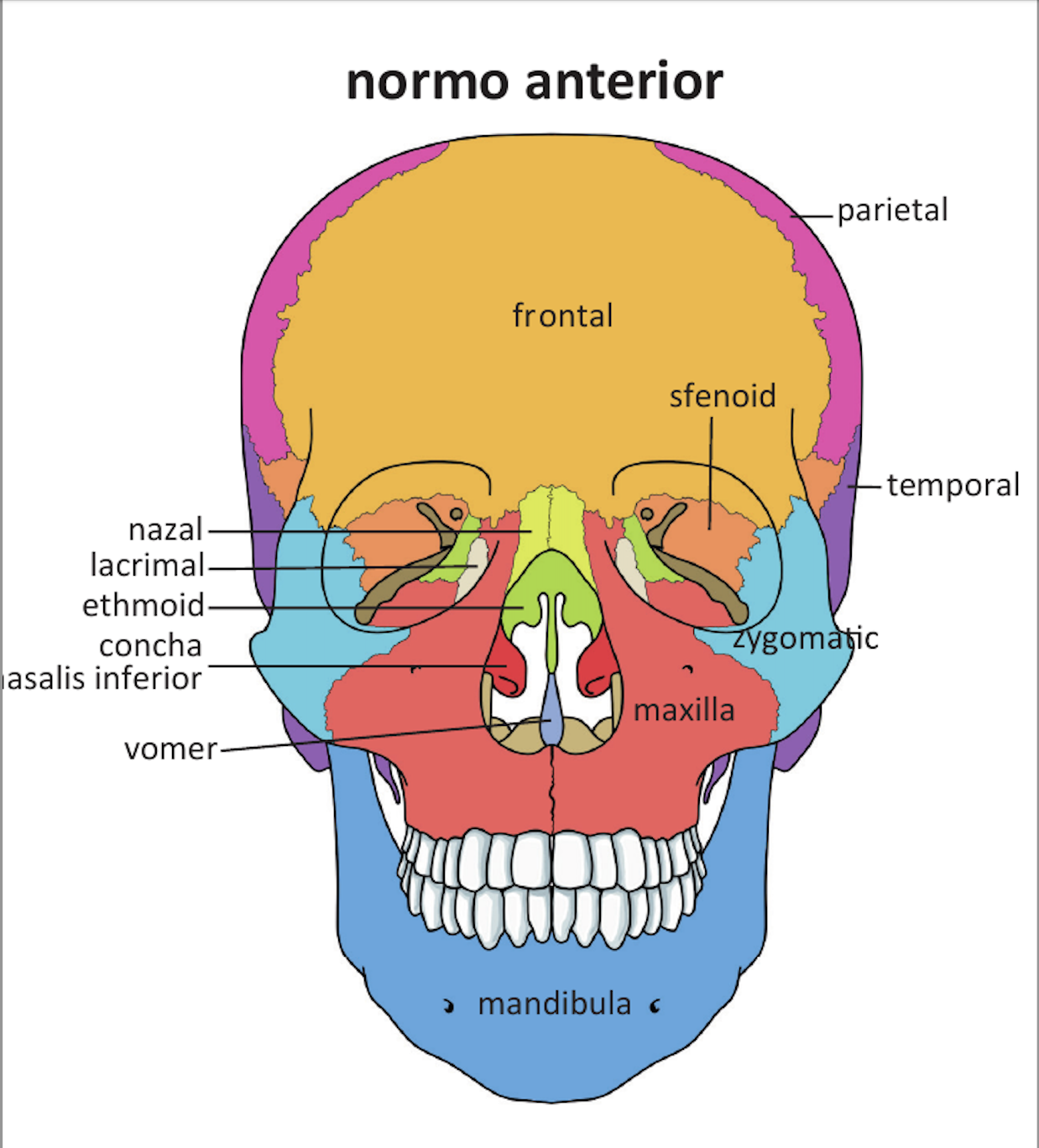 Kafatası — norma anterior diagramı (örnek)