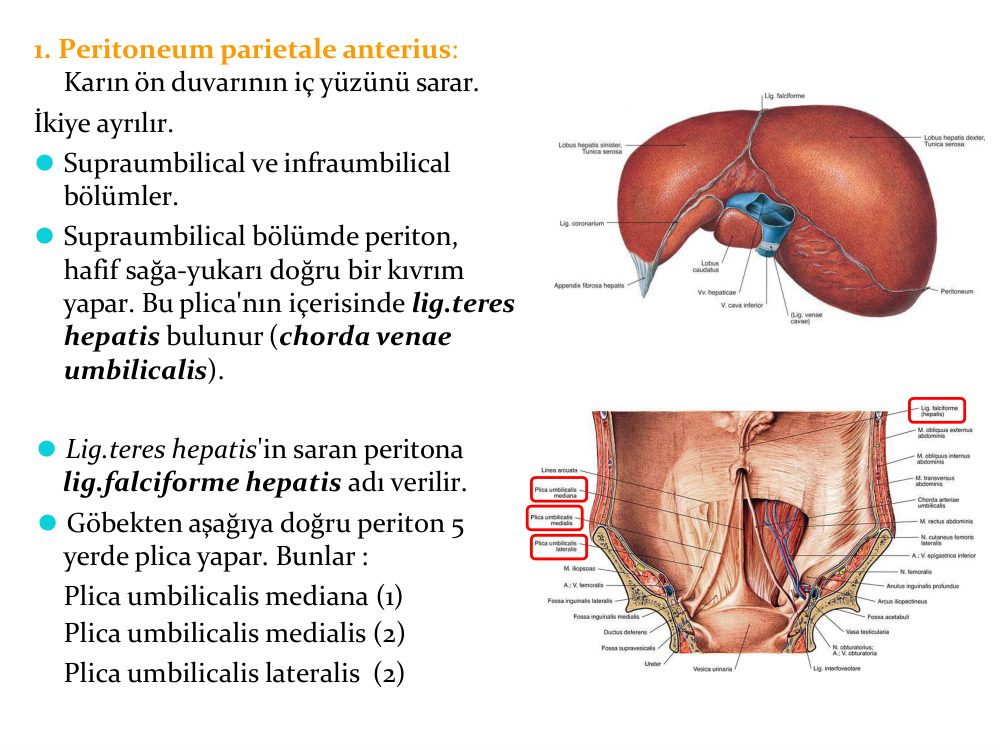 Örnek ders notu sayfası — periton anatomisi
